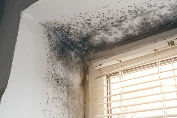 Affordable Basement Mold Removal solutions in Fulton, IL